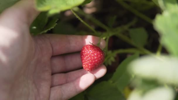 Органічна полуниця, знайдена комбайном на еко-фермі . — стокове відео