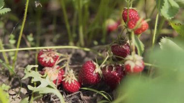 Olgun sulu organik çilekler çiftçinin hasadına hazır..