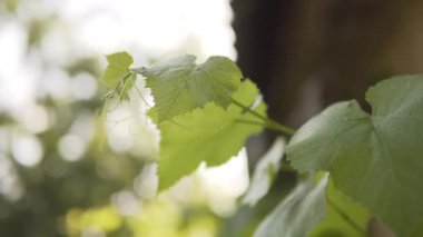 Rüzgarda sallanan taze üzüm yaprakları, bulanık arka plan..