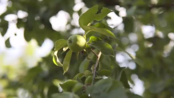 Pommes non mûres balancent dans le vent le soir, une branche du pommier. — Video