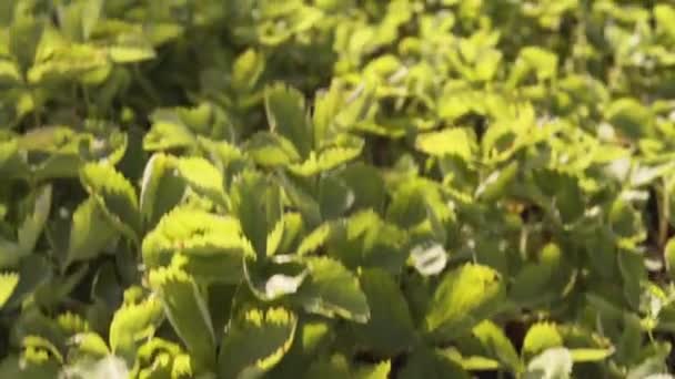 Jahodová plantáž na ekologické farmě, koncept ekologického zemědělství. — Stock video