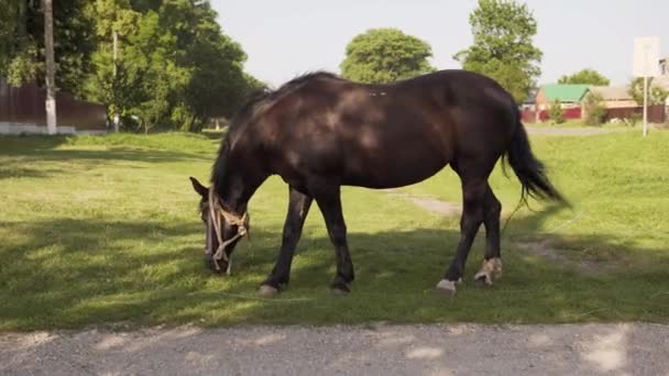Ein erwachsenes Pferd grast am Sommernachmittag auf einer Weide im Grünen. — Stockvideo