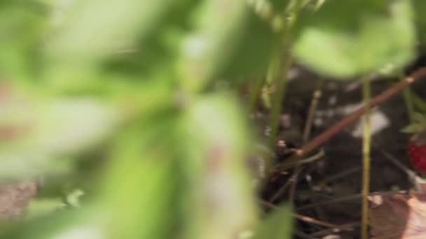 Tiro panorâmico de morangos maduros na plantação de eco-fazenda orgânica . — Vídeo de Stock
