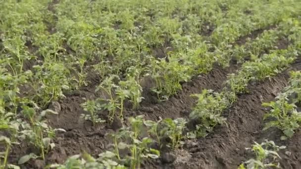 De toekomstige oogst van jonge biologische aardappelen. Kraanschot. — Stockvideo