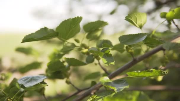 Close-up of unripe green mulberry on a branch. — Stock Video