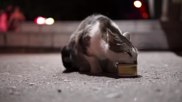 Voed dakloze hongerige kat eet vlees paté uit een blikje 's nachts op straat. — Stockvideo