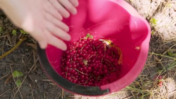 Primer plano del cubo con un cultivo de grosellas rojas orgánicas maduras . — Vídeo de stock