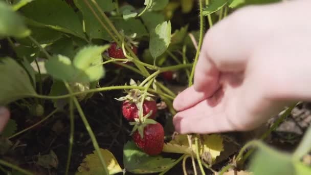 Συγκομιδή νωπών βιολογικών φραουλών σε φυτεία έτοιμη για συλλογή και πώληση. — Αρχείο Βίντεο