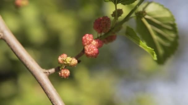 Niedojrzałe owoce organicznej morwy dojrzewają na gałęzi. — Wideo stockowe