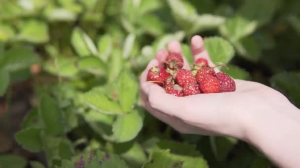 Boer vrouw verzamelt sappige aardbeien op biologische plantage in haar palm. — Stockvideo