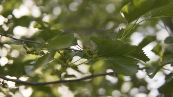 Green unripe mulberry fruit swaying in the wind. — Stock Video