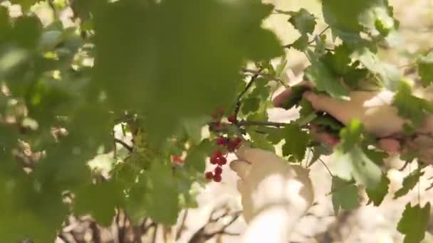 Una mujer recoge bayas maduras de grosella roja de un arbusto . — Vídeo de stock