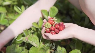 Bir avuç olgun böğürtlen hasatçının elinde, kız çileklerin meyvelerini topluyor..