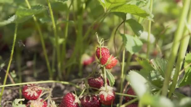 Ώριμα μούρα φράουλας στους θάμνους στην οικολογική φάρμα φυτεία, καλοκαίρι, ηλιόλουστος καιρός. — Αρχείο Βίντεο