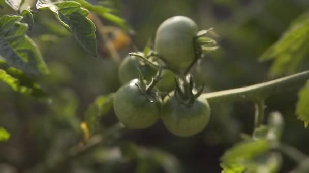 Tomates verdes inmaduros crecen en la planta de los agricultores. — Vídeos de Stock