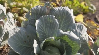 Taze beyaz lahana, böcekler, haşereler, hasarlı yapraklardan etkilenmiş..