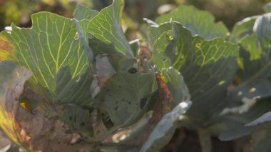 Beyaz lahana, böceklerden etkilenmiş, haşereler ağır çekimde. 