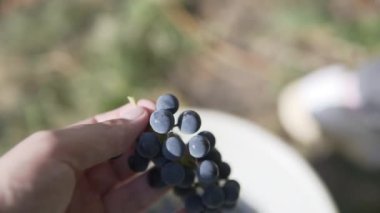 Bir çiftçi, sulu olgun üzümleri beyaz bir plastik kovaya koyar.. 