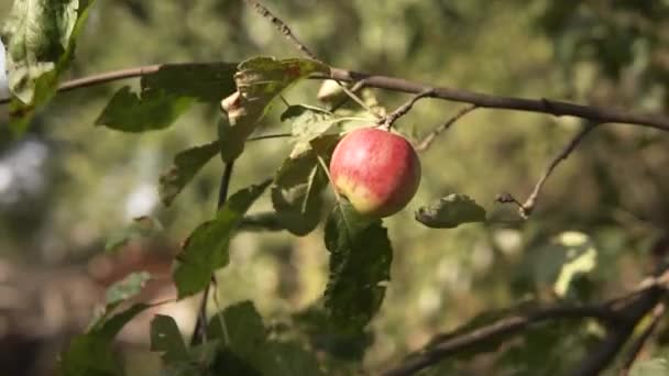Zralé jablko se houpe na větvi jabloně zasažené houbami, škůdci, hmyzem. — Stock video