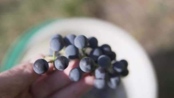 Oogster doet een bos sappige rijpe druiven in een witte plastic emmer. — Stockvideo