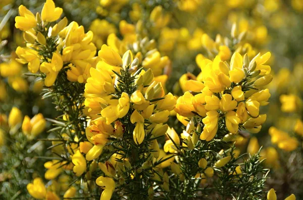 Detail Žluté Kvetoucí Keř Skotské Vysočině — Stock fotografie