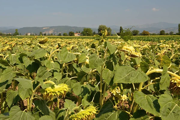 Field Blooming Sunflowers Anghiari Italy — Stock Photo, Image