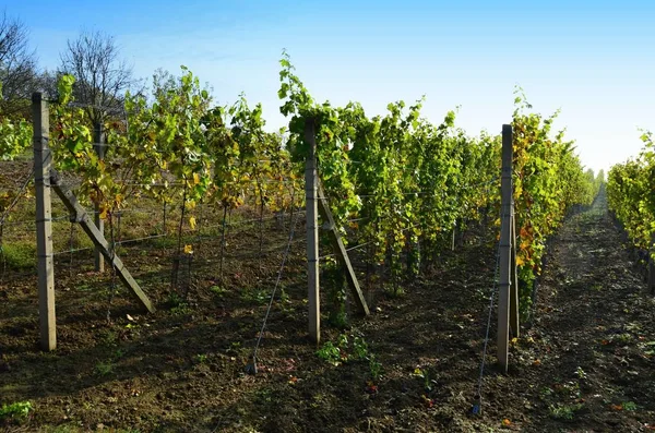 Blick Auf Grüne Weinberge Herbstliche Weinberge Nach Der Weinlese — Stockfoto