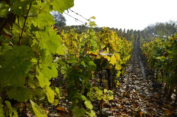 绿色葡萄园的看法 葡萄收获后的秋季葡萄园 — 图库照片