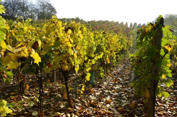 Uitzicht Groene Wijngaarden Herfst Wijngaarden Oogst Van Druiven — Stockfoto