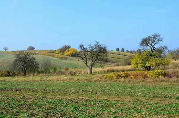 Vista Paisagem Outono Com Folhas Coloridas Vinha — Fotografia de Stock