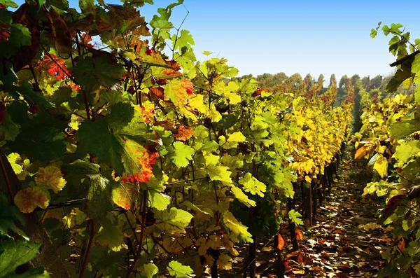 Blick Auf Grüne Weinberge Herbstliche Weinberge Nach Der Weinlese — Stockfoto