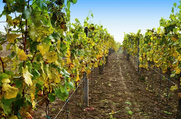 Yeşil üzüm bağları, sonbahar üzüm bağları üzüm hasattan sonraki görünümü