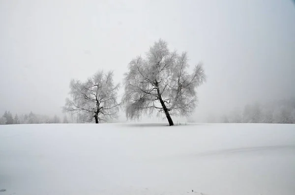 Besneeuwde Landschap Het Ertsgebergte Klinovec Tsjechië — Stockfoto