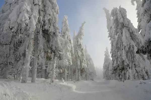 Besneeuwde Landschap Het Ertsgebergte Klinovec Tsjechië — Stockfoto