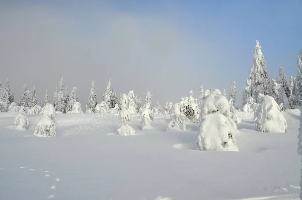 Snowy Landscape Ore Mountains Klinovec Czech Republic — Stock Photo, Image