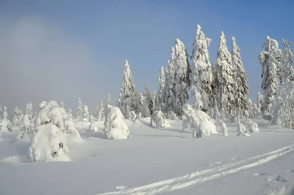 Besneeuwde Landschap Het Ertsgebergte Klinovec Tsjechië — Stockfoto