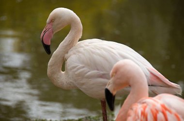 esaret şili Flamingo pembe flamingo, Pilsen Hayvanat Bahçesi pembe,
