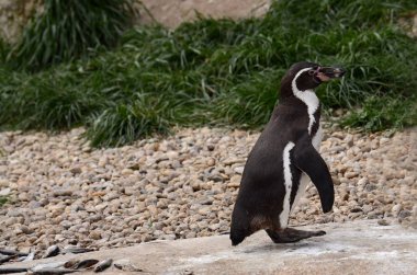 Humboldt Pengueni Pilsen Hayvanat Bahçesi'nde esaret altında