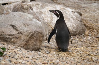 Humboldt Pengueni Pilsen Hayvanat Bahçesi'nde esaret altında