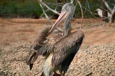 Avustralya pelikanı Pilsen Hayvanat Bahçesi'nde esaret altında