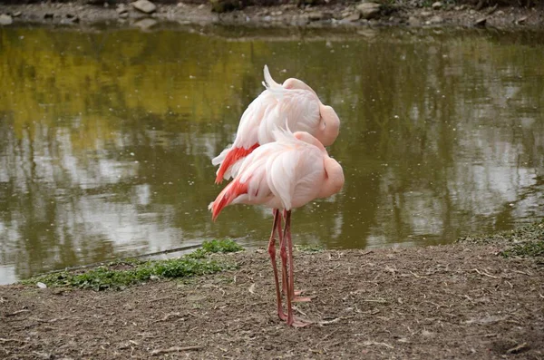 Flamant Rose Captivitéflamant Chilien Rose Dans Zoo Pilsen — Photo