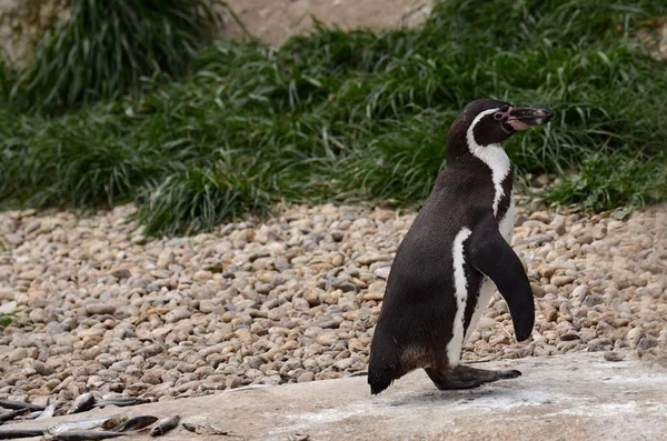 Pinguim Humboldt Cativeiro Jardim Zoológico Pilsen — Fotografia de Stock