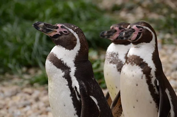 Pinguim Humboldt Cativeiro Jardim Zoológico Pilsen — Fotografia de Stock