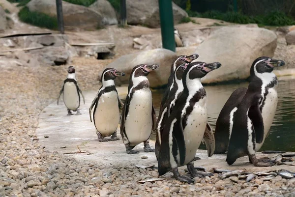 Pingüino Humboldt Cautiverio Zoológico Pilsen — Foto de Stock