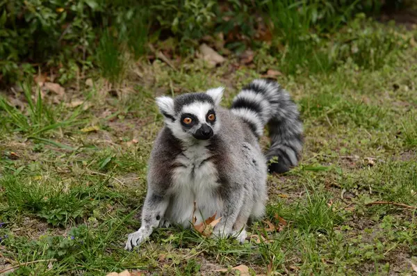 Lemur Kata Pilzno Zoo — Zdjęcie stockowe