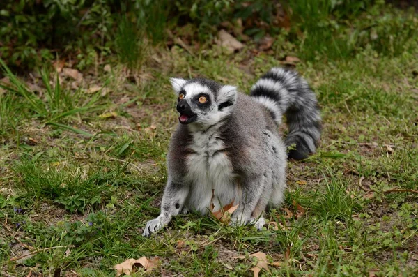 Lemur Kata Pilzno Zoo — Zdjęcie stockowe
