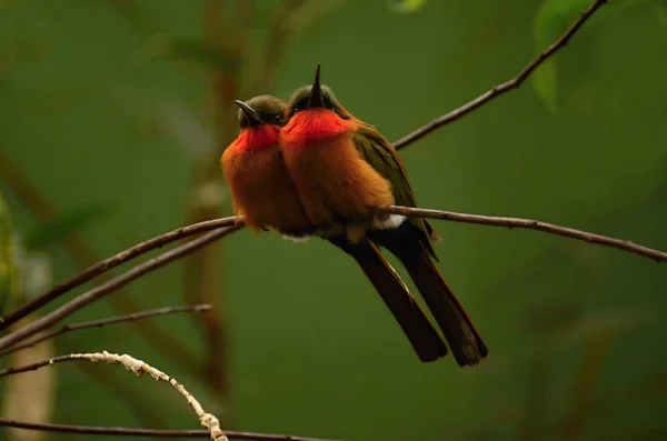 Nubia Bee Eater Zoológico Pilsen — Foto de Stock