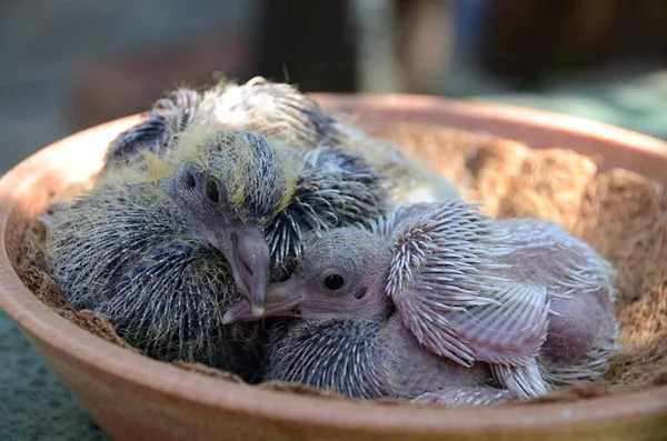 Detail Young Domestic Pigeons Chicks Feathers — Stock Photo, Image