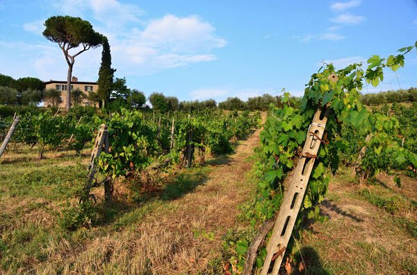 Landscape view in Tuscany near San Gimignano, vineyards