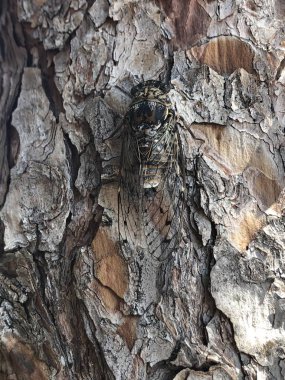 ağaç kabuğu üzerinde böcek cicada detay 
